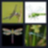 Level 19 Answer 9 - dragonfly