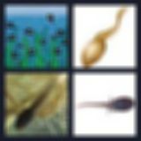 Level 51 Answer 2 - tadpole