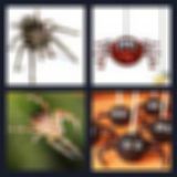 Level 52 Answer 1 - spider