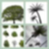 Level 11 Answer 20 - The Trees