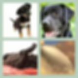 Level 11 Answer 18 - Black Dog