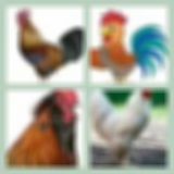 Level 14 Answer 15 - Rooster