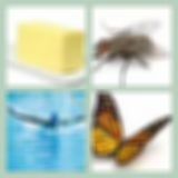 Level 22 Answer 16 - Butterfly