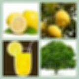 Level 27 Answer 6 - Lemon Tree
