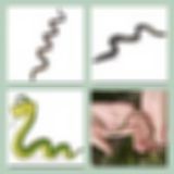 Level 31 Answer 30 - Slither