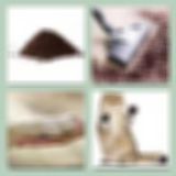 Level 31 Answer 14 - Dirty Paws