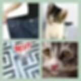 Level 35 Answer 7 - Lost Kitten