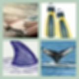 Level 37 Answer 1 - Fins