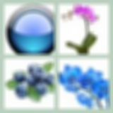 Level 37 Answer 7 - Blue Orchid