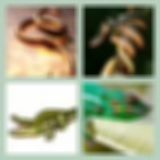 Level 46 Answer 7 - Reptile