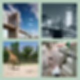 Level 50 Answer 1 - Brooklyn Zoo