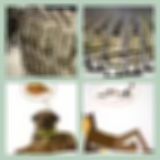 Level 53 Answer 6 - Army Dreamers