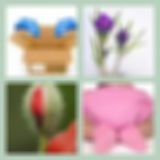 Level 56 Answer 2 - In Bloom