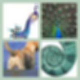 Level 61 Answer 13 - Peacock Tail