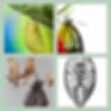 Level 62 Answer 6 - Cocoon