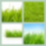 Level 68 Answer 5 - Grass