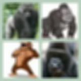 Level 72 Answer 14 - Gorilla