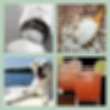 Level 74 Answer 14 - A Salty Dog