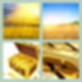 Level 79 Answer 8 - Fields Of Gold