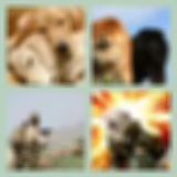 Level 85 Answer 9 - Dogs Of War