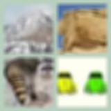 Level 9 Answer 16 - Rocky Raccoon