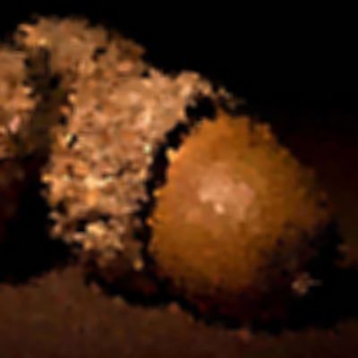 Level 23 Answer 6 - acorn