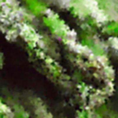 Level 18 Answer 2 - asparagus