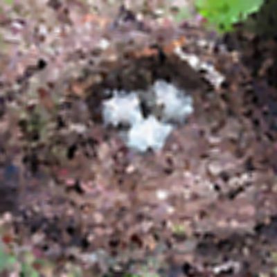 Level 41 Answer 8 - bird nest