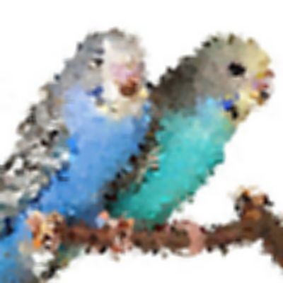 Level 37 Answer 2 - budgerigars