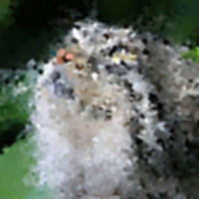 Level 1 Answer 5 - cat