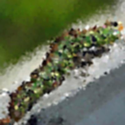 Level 5 Answer 7 - caterpillar