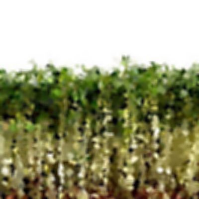 Level 30 Answer 4 - cress