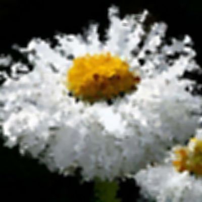 Level 18 Answer 7 - daisy