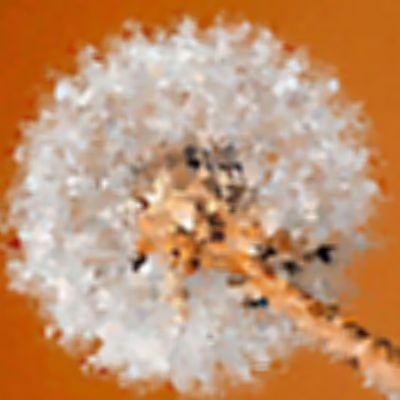 Level 7 Answer 6 - dandelion