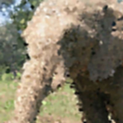 Level 2 Answer 1 - elephant