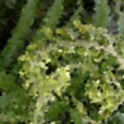 Level 37 Answer 8 - fern