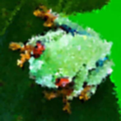 Level 1 Answer 10 - frog