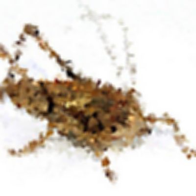 Level 12 Answer 2 - locust