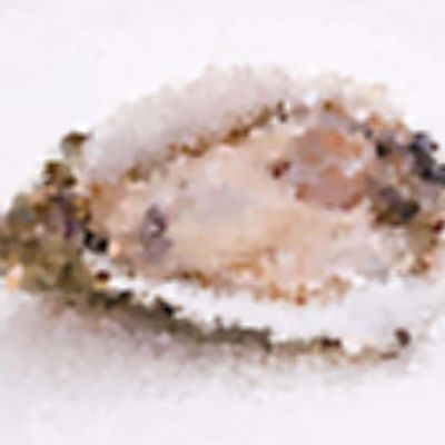 Level 14 Answer 6 - oyster