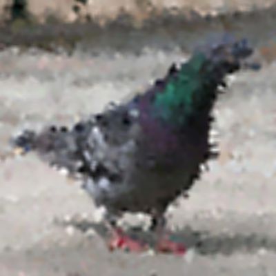 Level 8 Answer 8 - pigeon