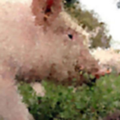 Level 18 Answer 5 - piglet