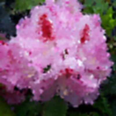 Level 32 Answer 8 - rhododendron