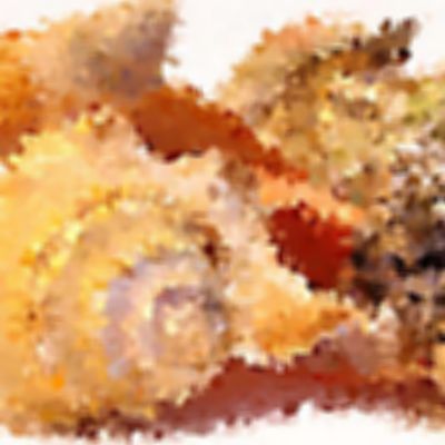 Level 17 Answer 9 - seashells