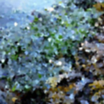 Level 43 Answer 3 - seaweed