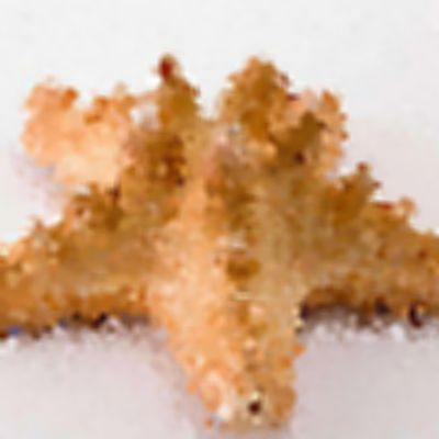 Close Up Pics Answers And Cheat Level 20 Page 1