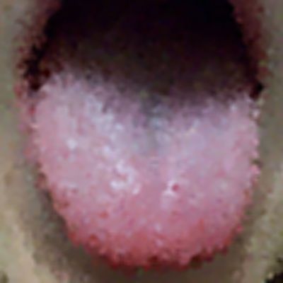 Level 31 Answer 4 - tongue