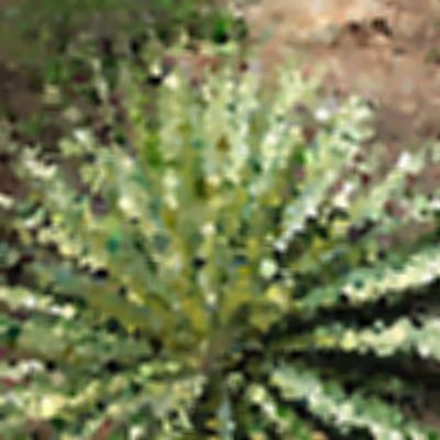 Level 40 Answer 8 - yucca