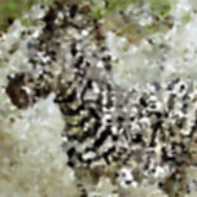 Level 21 Answer 9 - zebra